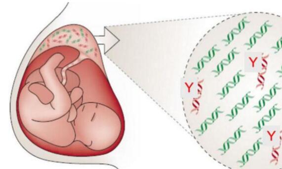 流式胚胎亲子鉴定流程