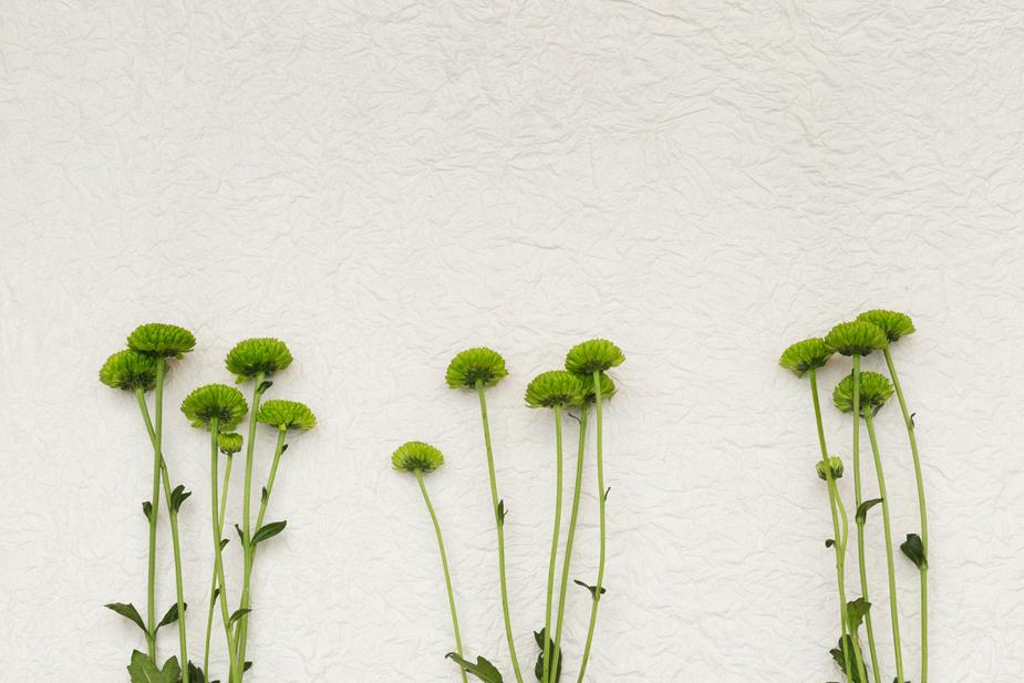 green-flowers-on-white-texture.jpg