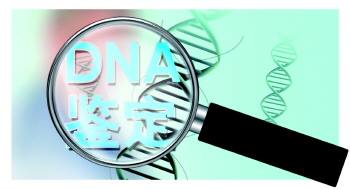 DNA无创亲子鉴定需要什么条件